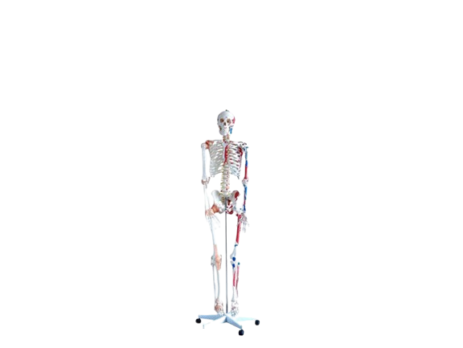 HUMAN SKELETON MODEL WITH NERVES BLOOD VESSELS Gera Ventures